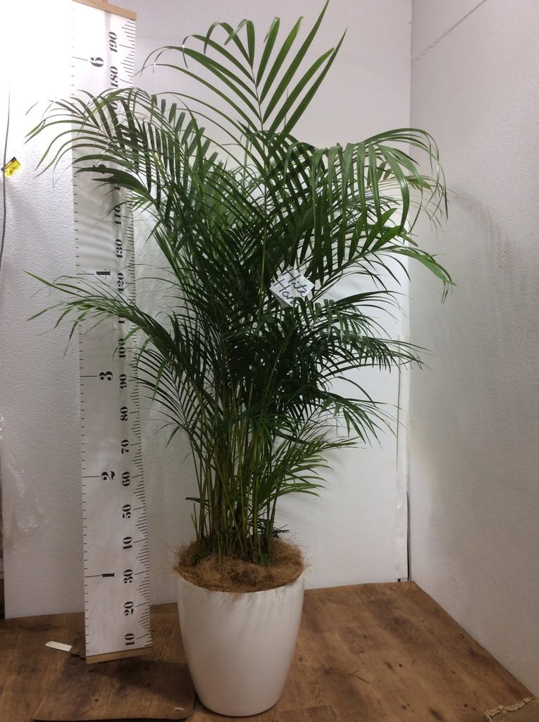 観葉植物 アレカヤシ 10号 ラスターポット 付き | 観葉植物ならHitoHana(ひとはな)