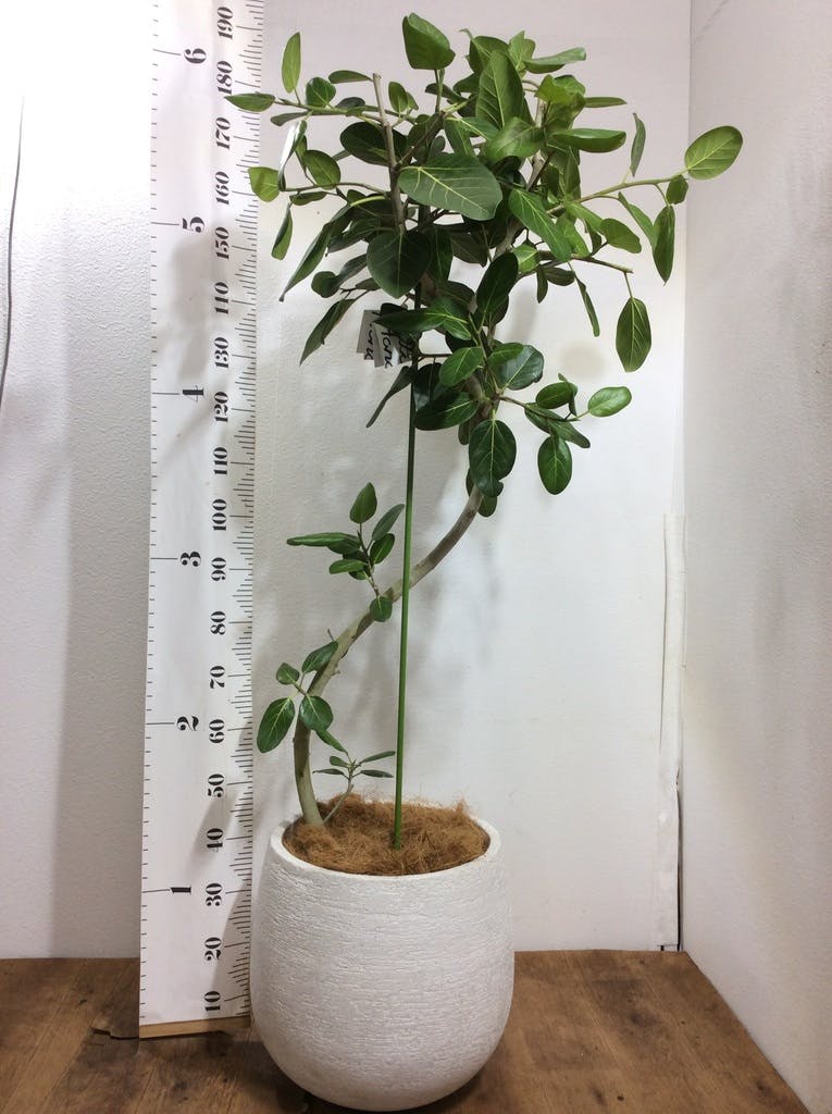 観葉植物 フィカス ベンガレンシス 10号 曲り プラスチック鉢 | 観葉