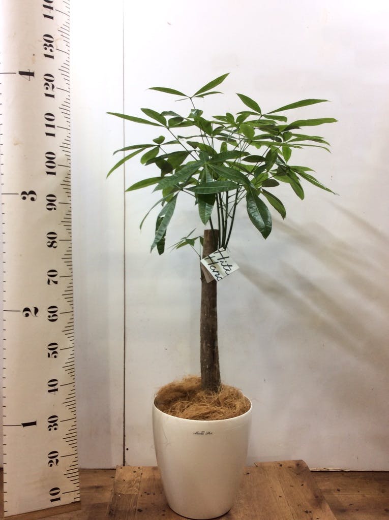 観葉植物 パキラ 8号 朴 プラスチック鉢 | 観葉植物ならHitoHana(ひとはな)