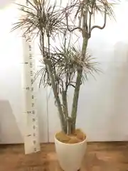 ドラセナ コンシンネ レインボー ストレート 観葉植物通販hitohana ひとはな