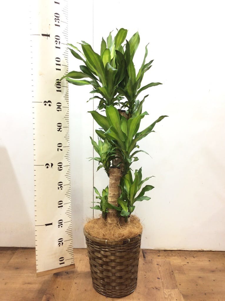 観葉植物 ドラセナ 幸福の木 10号 ノーマル 竹バスケット 付き