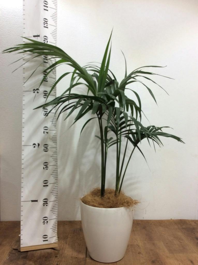 ケンチャヤシ 10号 | 観葉植物の通販ならHitoHana（ひとはな）