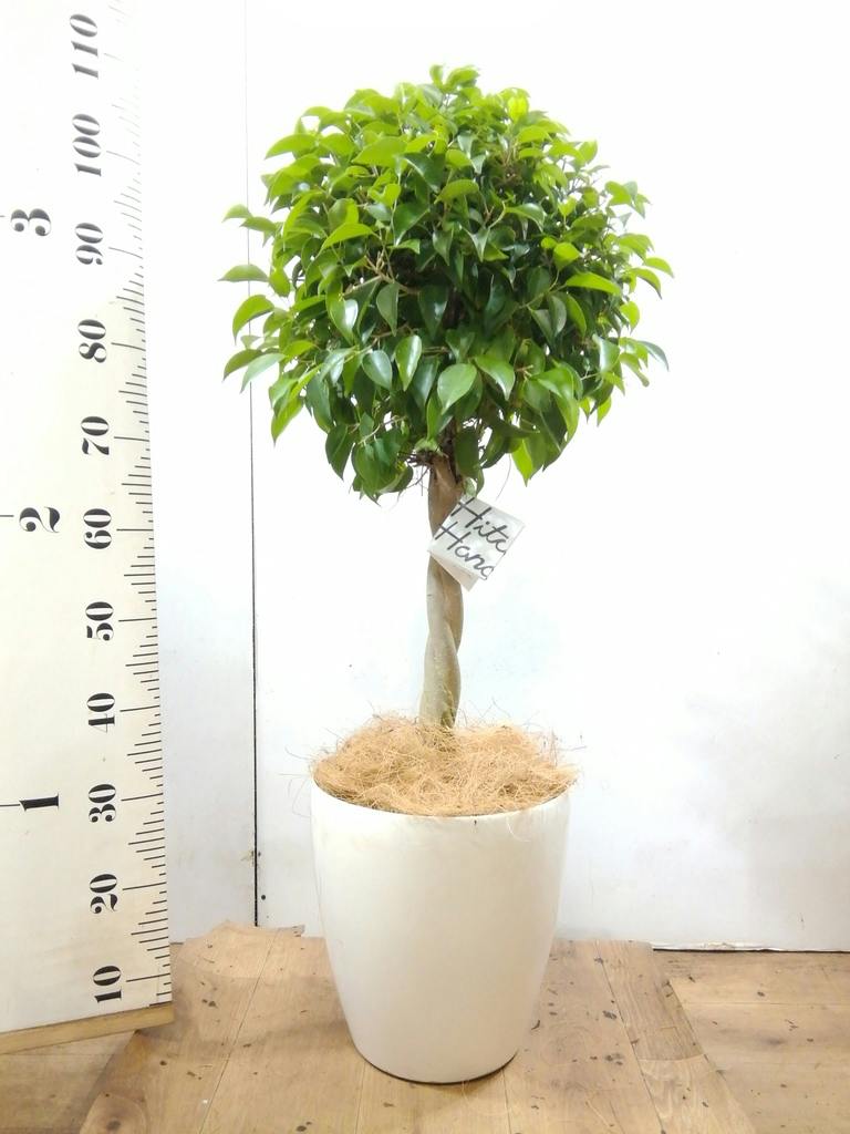 観葉植物 フィカス ベンジャミン 8号 玉造りラスターポット 付き