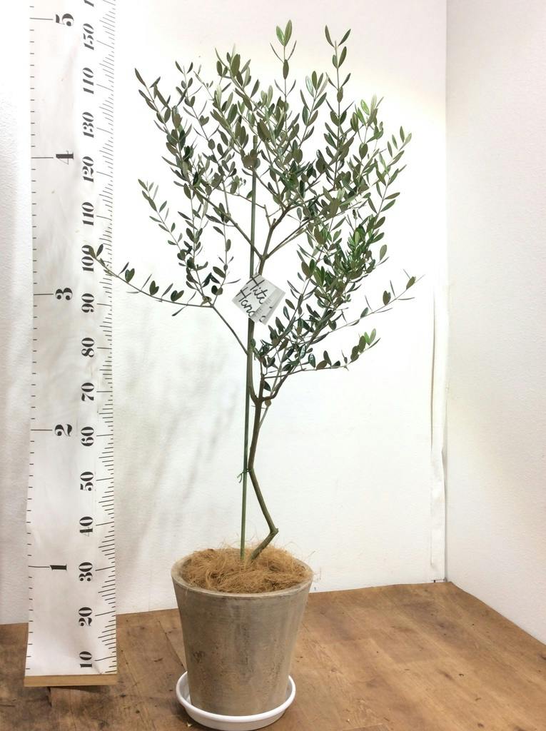 観葉植物 オリーブ 8号 ルッカ プラスチック鉢 | 観葉植物ならHitoHana