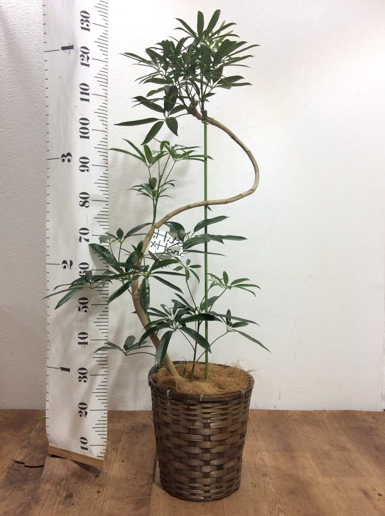観葉植物 シェフレラ アンガスティフォリア 8号 曲り プラスチック鉢