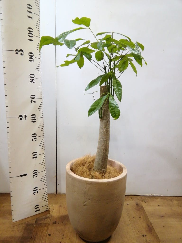 観葉植物 パキラ 8号 朴 プラスチック鉢 | 観葉植物ならHitoHana(ひとはな)