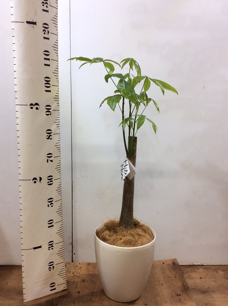 観葉植物 パキラ 8号 朴 プラスチック鉢 | 観葉植物ならHitoHana(ひとはな)