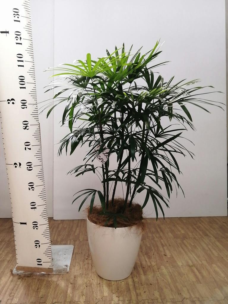 観葉植物 シュロチク（棕櫚竹） 8号 プラスチック鉢 | 観葉植物なら