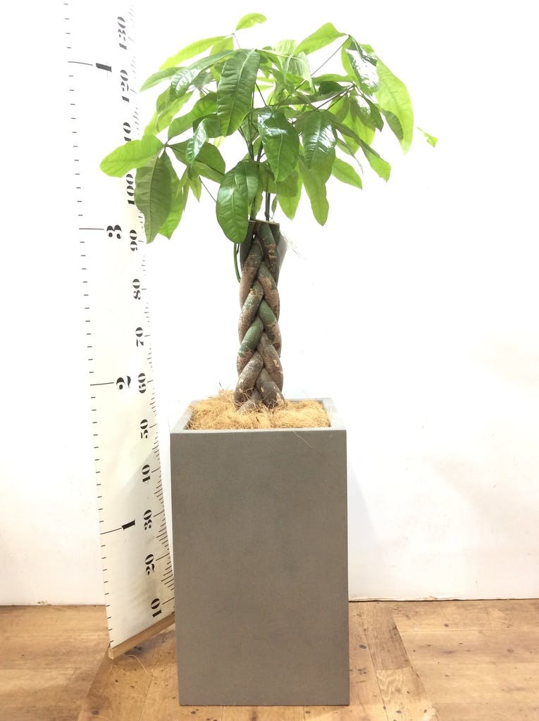 観葉植物 パキラ 8号 ねじり セドナロング グレイ 付き | 観葉植物なら