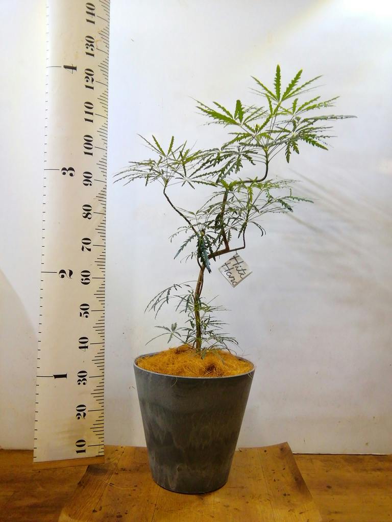 グリーンアラレア 8号 | 観葉植物通販HitoHana(ひとはな)