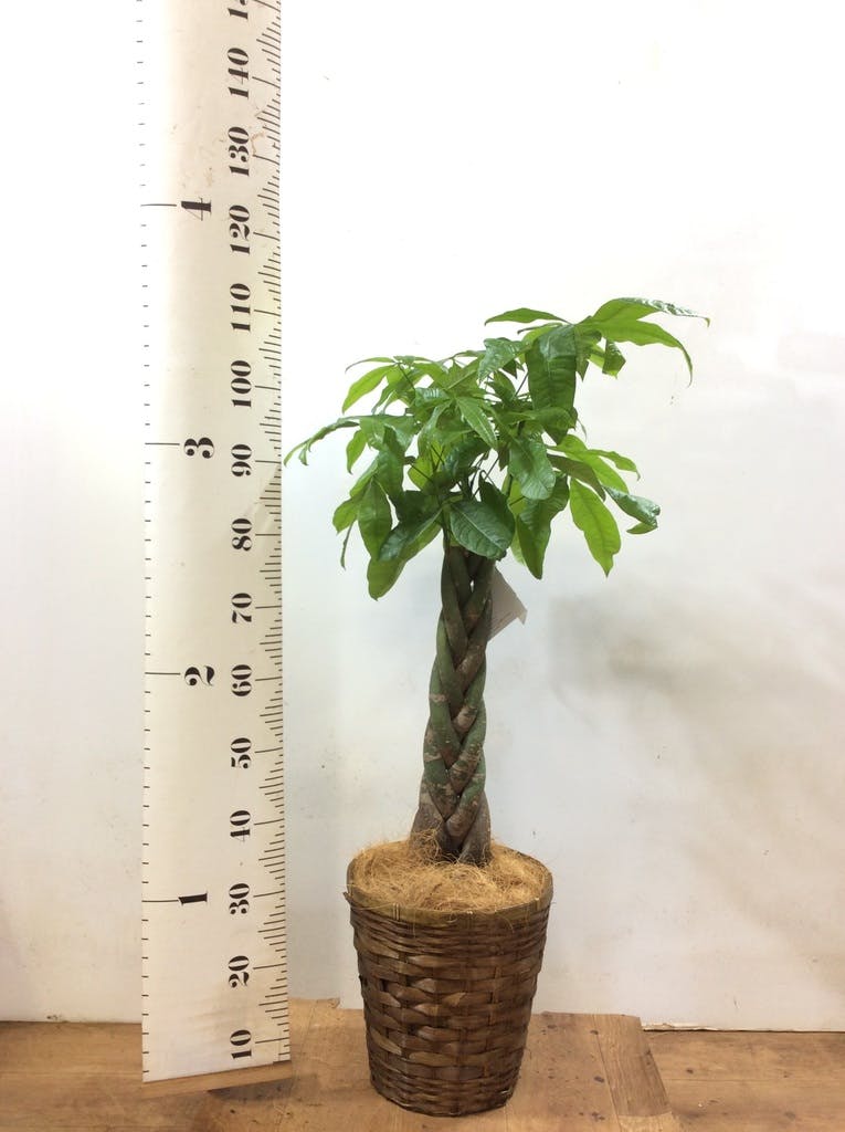 週末特価！パキラ　苗　苗木　観葉植物　ねじり　5株植え　8号鉢　三つ編み 週末特価！パキラ 苗 苗木 観葉植物 ねじり 5株植え 8号鉢 三つ