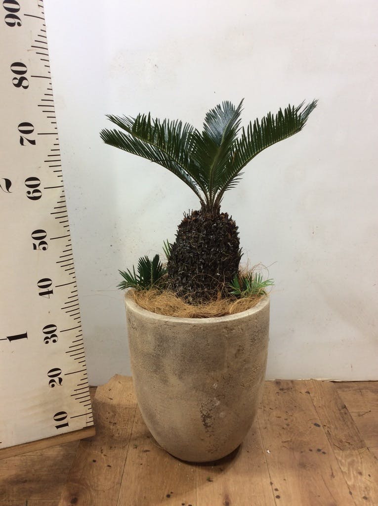 ソテツ 8号 | 観葉植物 | インテリアやギフトに - Hitohana（ひとはな）