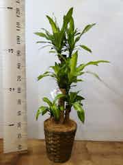 観葉植物 ドラセナ 幸福の木 8号 ノーマル 竹バスケット 付き 観葉植物ならhitohana ひとはな 観葉植物 ドラセナ 幸福の木 8号 ノーマル 竹バスケット 付き 観葉植物ならhitohana ひとはな