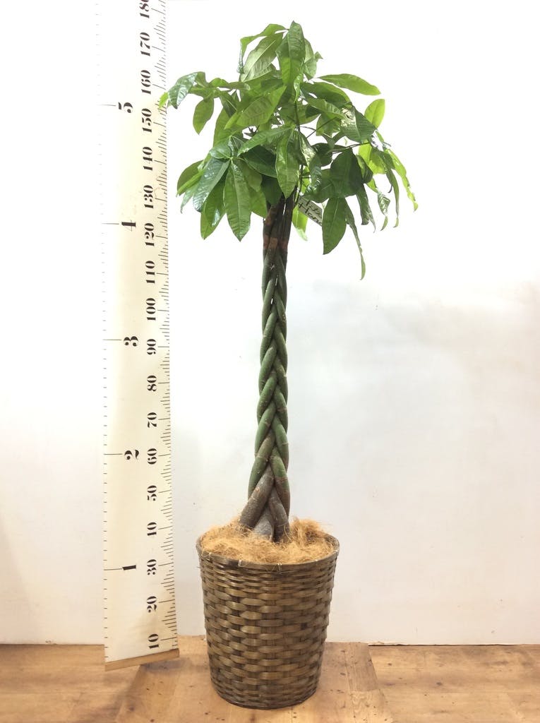 ⑤　パキラ　ネジリ　10号　特大苗木最高等級極上品‼️ ⑤ パキラ ネジリ 10号 特大苗木最高等級極上品‼️ - メルカリ