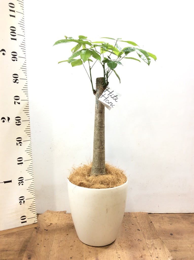 パキラ♪ 観葉植物 パキラ 8号 ねじり ラスターポット 付き | 観葉植物