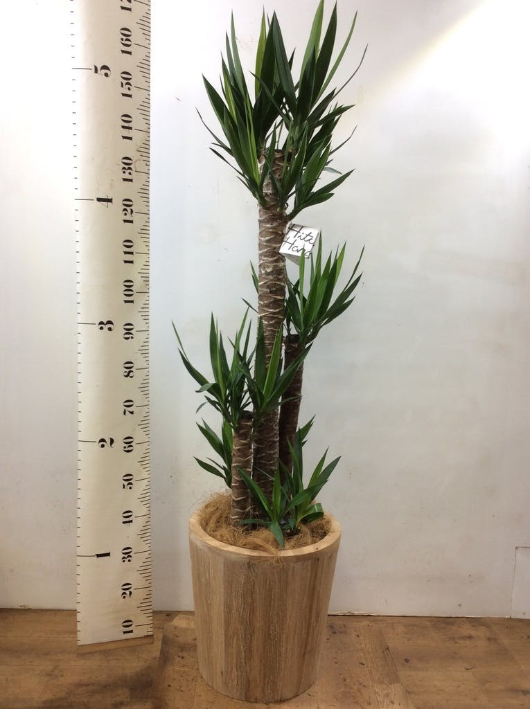 観葉植物 ユッカ 10号 ノーマル ウッドプランター 付き | 観葉