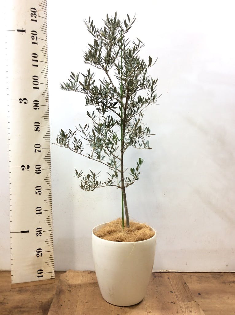 観葉植物 オリーブの木 8号 ピクアル ラスターポット 付き | 観葉植物