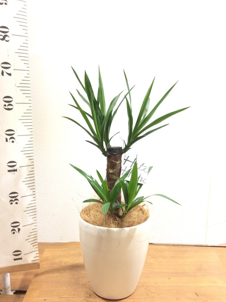 ユッカ T 観葉植物 ユッカ 6号 ロストラータ プラスチック鉢 | 観葉植物