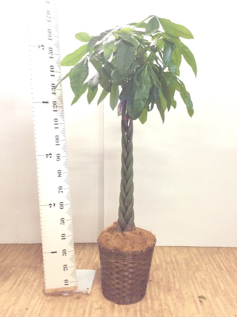 観葉植物 パキラ 10号 ねじり 竹バスケット 付き | 観葉植物なら