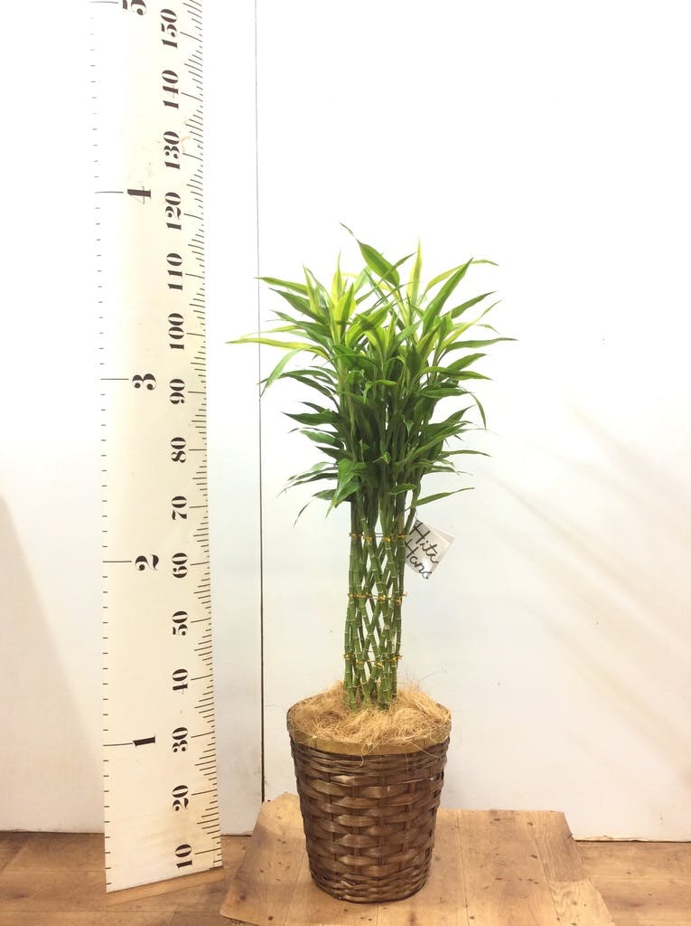 バンブー竹 観葉植物 ドラセナ ミリオンバンブー（幸運の竹）8号 グリーン Eco