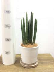 観葉植物 サンスベリア スタッキー4号 マット グレーズ テラコッタ ホワイト 付き 観葉植物ならhitohana ひとはな 観葉植物 サンスベリア スタッキー4号 マット グレーズ テラコッタ ホワイト 付き 観葉植物ならhitohana ひとはな