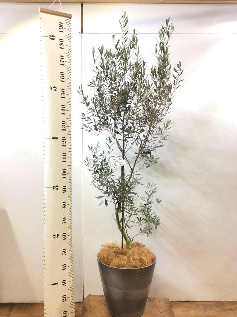 オリーブの木 シプレッシーノ 175cm❗ 大型10号 超美形 綺麗な葉色 鉢植 観葉植物 オリーブ 10号 チプレッシーノ ウッドプランター 付き | 観葉