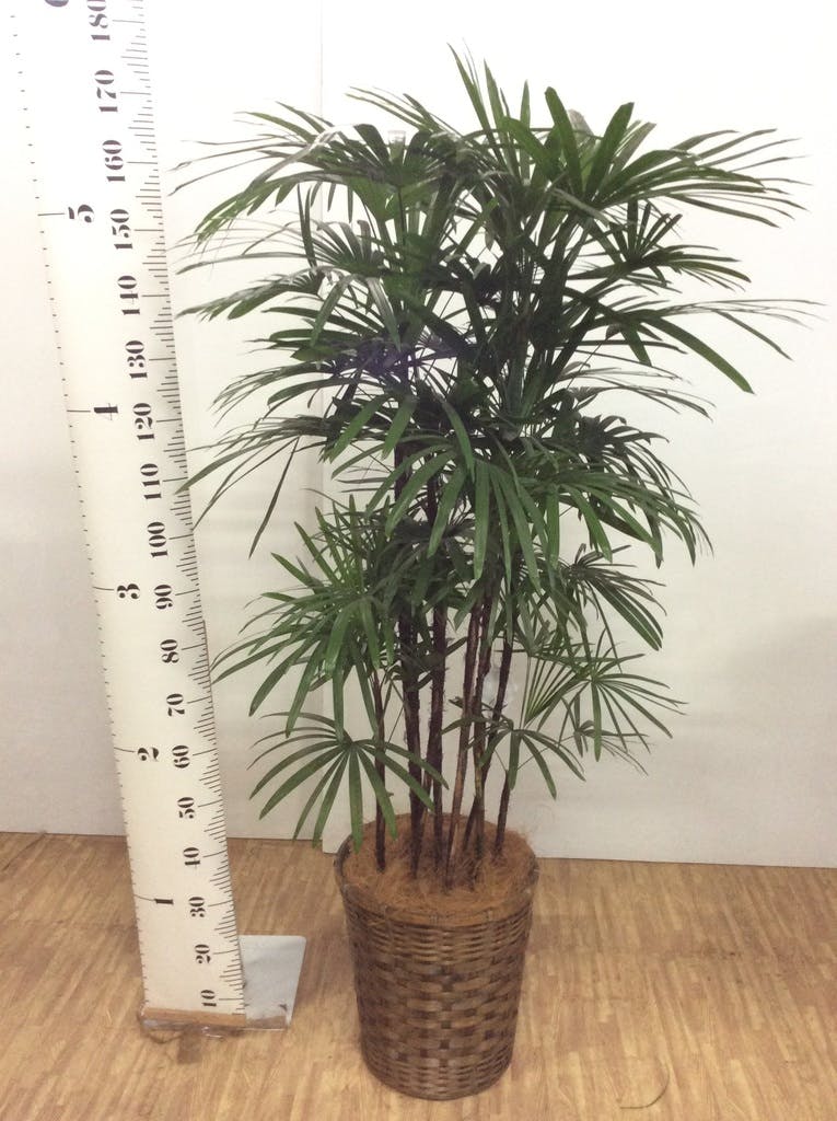 観葉植物 シュロチク（棕櫚竹） 10号 プラスチック鉢 | 観葉植物なら
