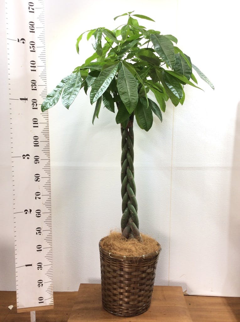 観葉植物 パキラ 10号 ねじり 竹バスケット 付き | 観葉植物なら