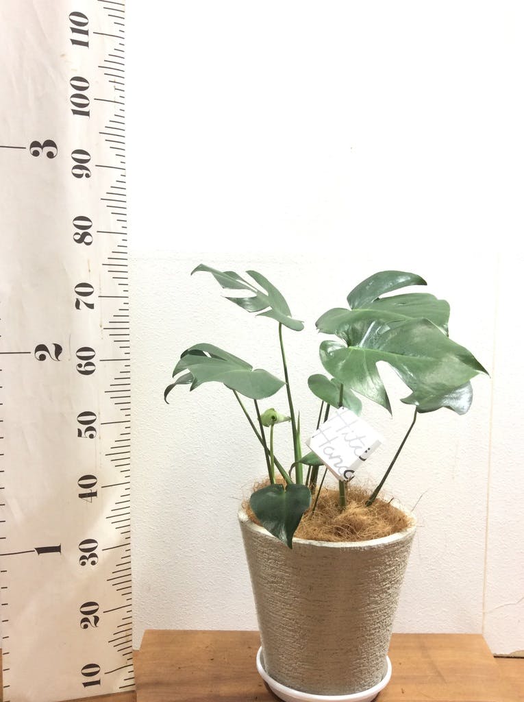 C6モンステラ 2寸ポリポット　と白モスポール10本 モスポール 支柱 2本セット 連結可能 観葉植物 モンステラ つる