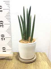 観葉植物 サンスベリア スタッキー4号 マット グレーズ テラコッタ ホワイト 付き 観葉植物ならhitohana ひとはな 観葉植物 サンスベリア スタッキー4号 マット グレーズ テラコッタ ホワイト 付き 観葉植物ならhitohana ひとはな