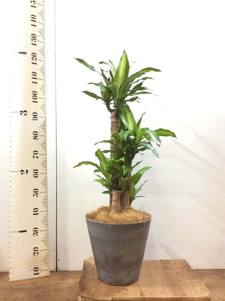 観葉植物 ドラセナ 幸福の木 8号 ノーマル アートストーン ラウンド 
