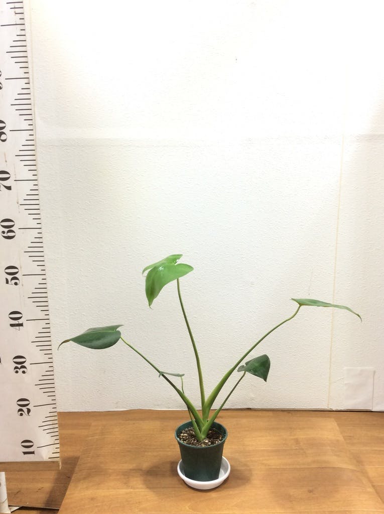 観葉植物 モンステラ 4号 ボサ造り プラスチック鉢 | 観葉植物なら