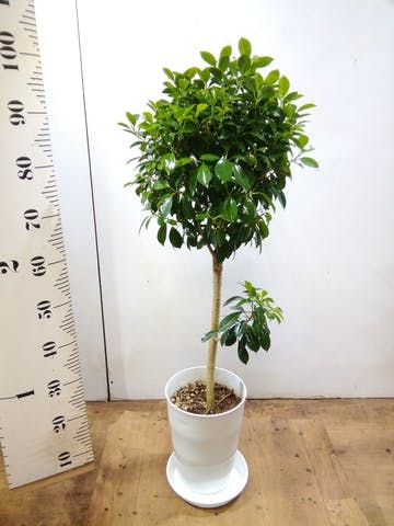観葉植物 フィカス ナナ 7号 ノーマル プラスチック鉢