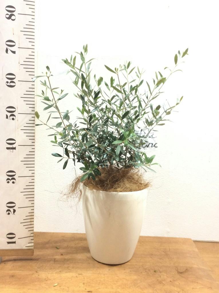 観葉植物 オリーブ 6号 創樹 プラスチック鉢 | 観葉植物ならHitoHana 観葉植物 オリーブ 6号 創樹 プラスチック鉢 | 観葉植物ならHitoHana