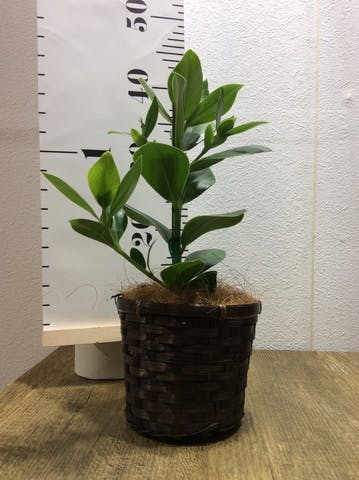 観葉植物 クルシア ロゼア プリンセス 4号 竹バスケット付き