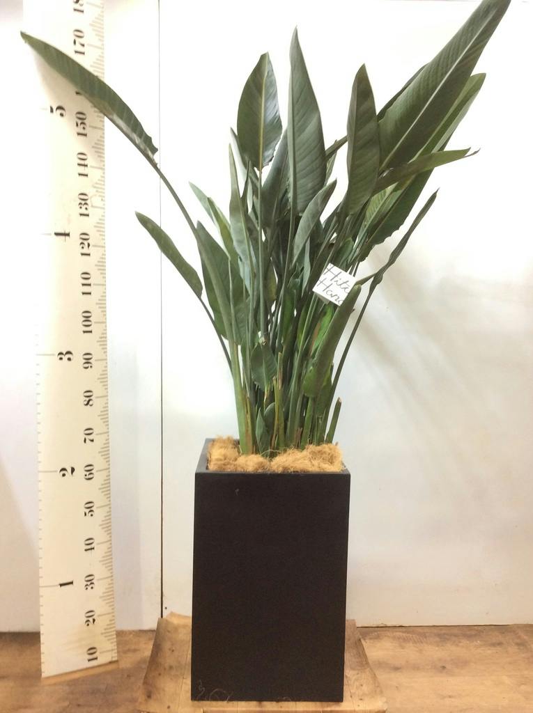 観葉植物 ストレリチア (ストレチア) レギネ 10号 セドナロング 墨