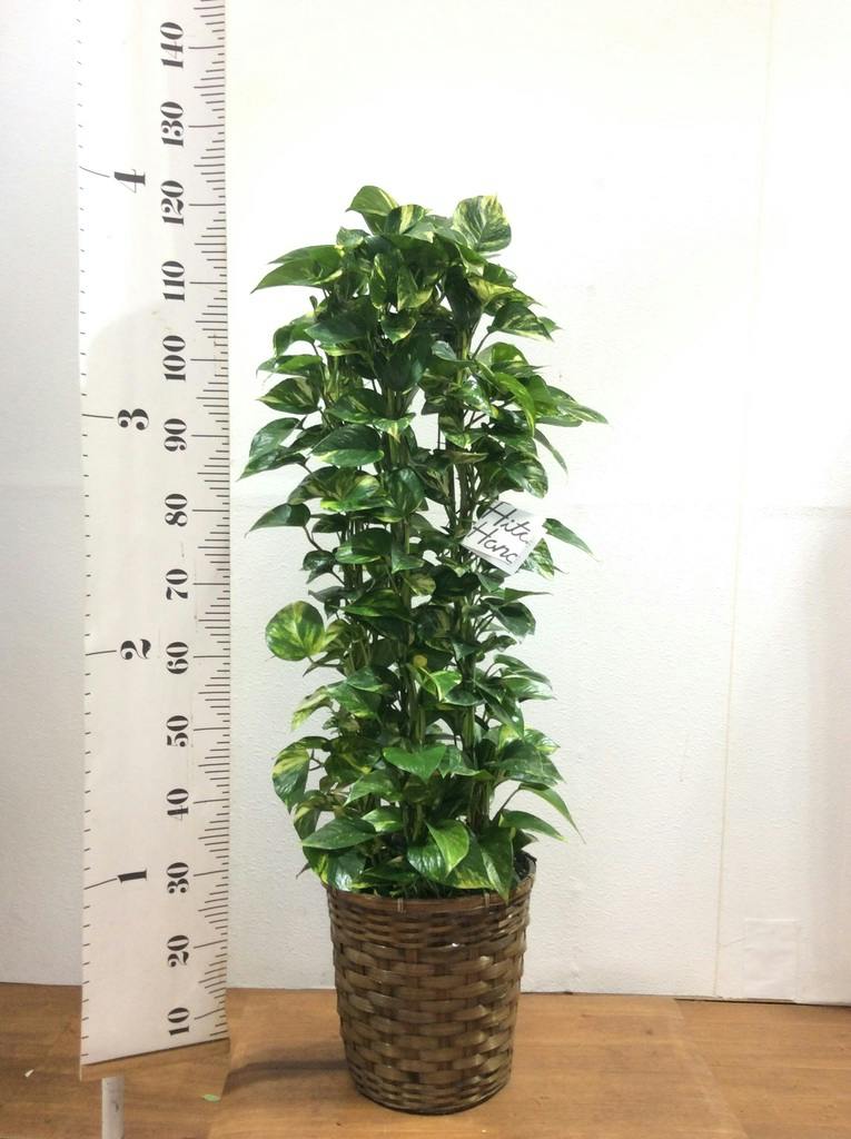 観葉植物 ポトス 8号 プラスチック鉢 | 観葉植物ならHitoHana(ひとはな)