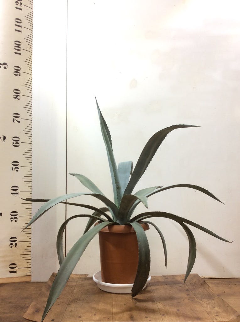 観葉植物 アオノリュウゼツラン 8号 アメリカーナ プラスチック