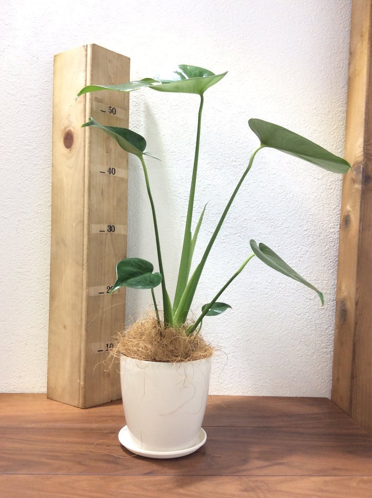観葉植物 モンステラ 4号 ボサ造り ラスターポット 付き | 観葉植物