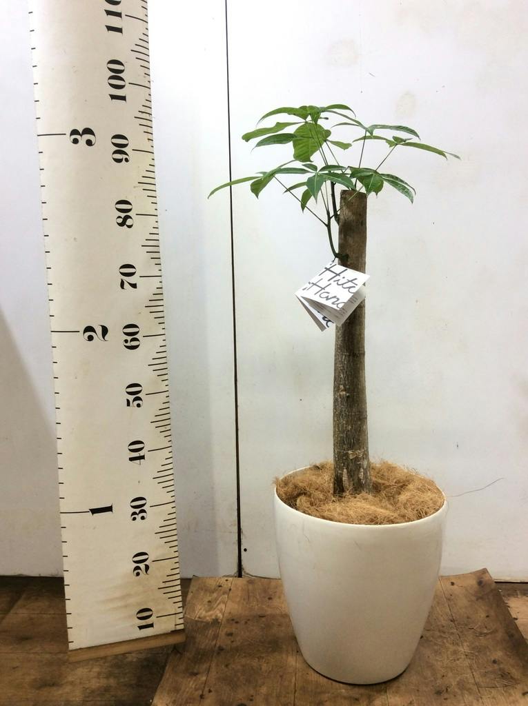観葉植物 パキラ 8号 朴 プラスチック鉢 | 観葉植物ならHitoHana(ひとはな)