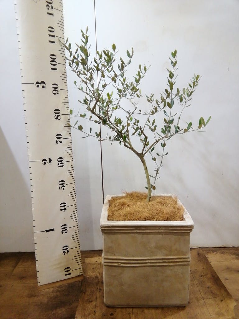 オリーブの木 ルッカ | 観葉植物 | 送料無料でお届け - Hitohana（ひと
