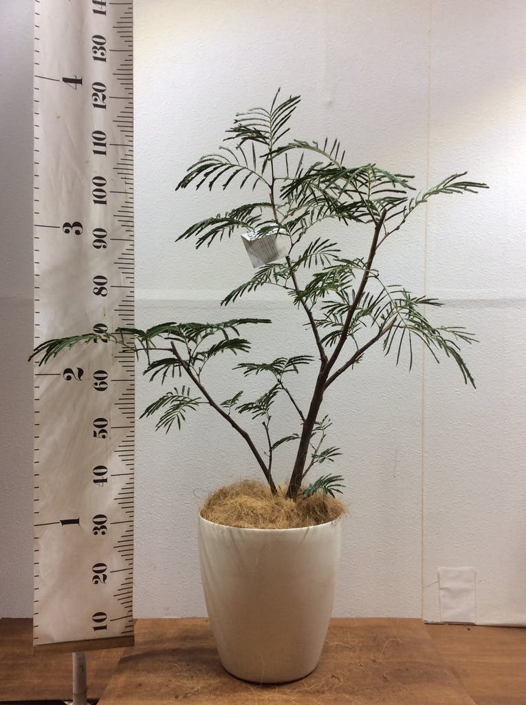 観葉植物 エバーフレッシュ 8号 ボサ造り ジュピター 黒 付き