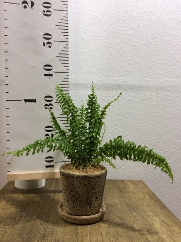 観葉植物 ネフロレピス 3.5号 ハレー カーキー 付き