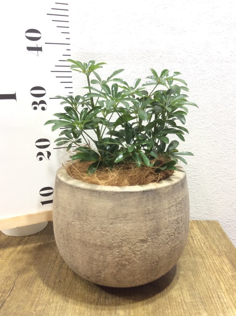 観葉植物 シェフレラ コンパクタ 5号 ベラ ピンクパープル 付き | 観葉