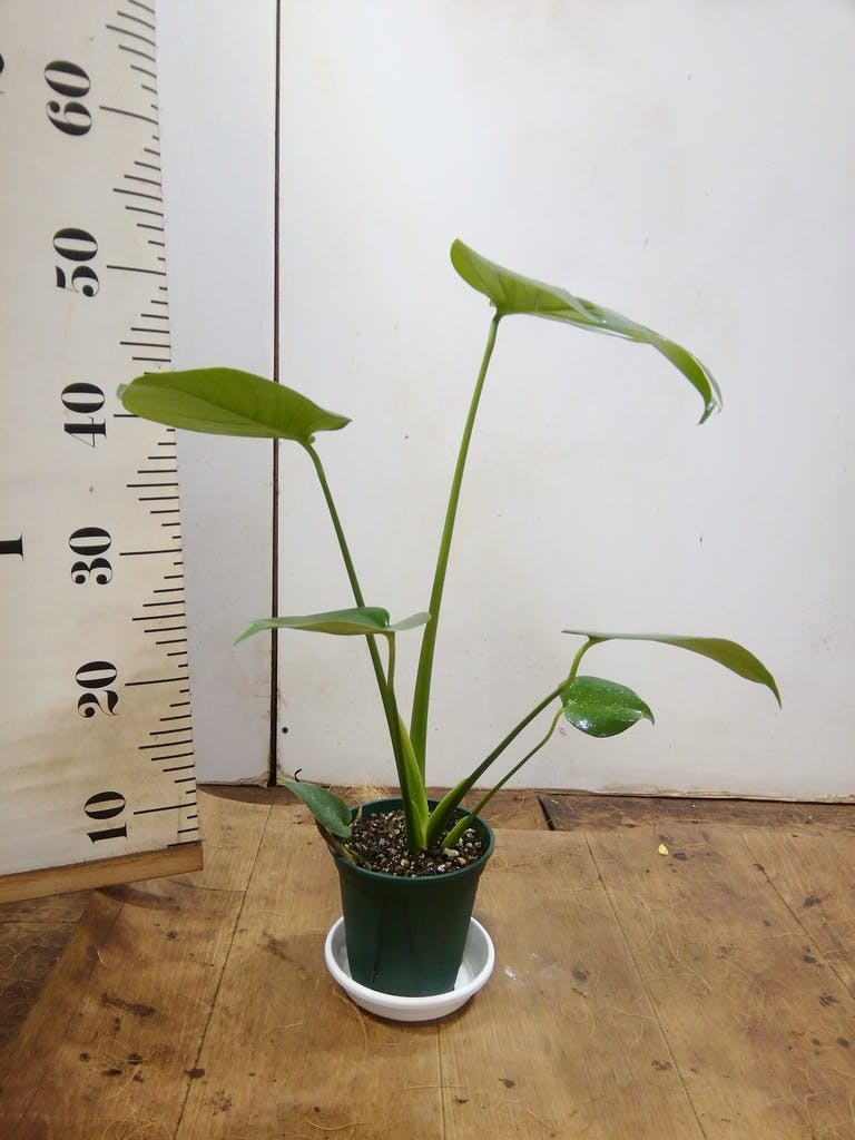 観葉植物 モンステラ 4号 ボサ造り プラスチック鉢 | 観葉植物なら