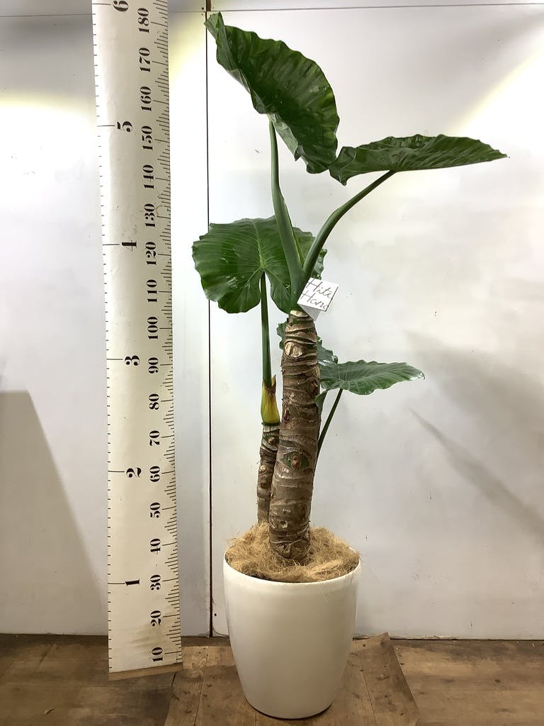 クワズイモ 8号 | 観葉植物通販HitoHana(ひとはな)