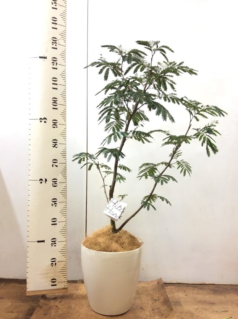 観葉植物 エバーフレッシュ 8号 ボサ造り リブバスケットNatural
