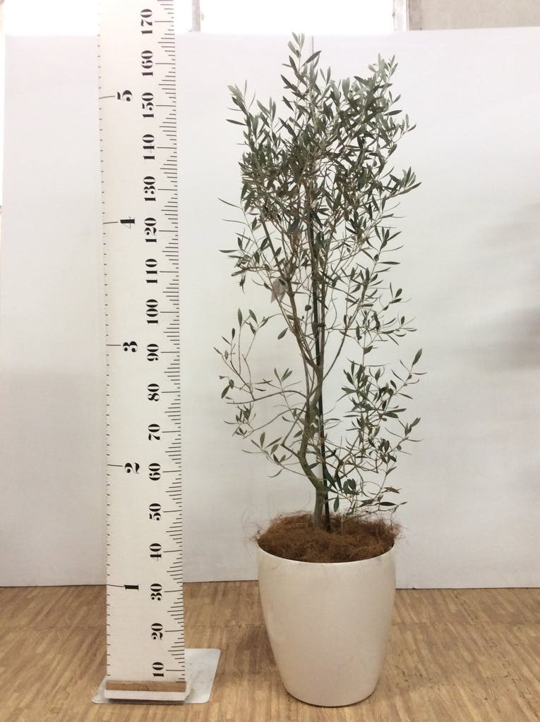 観葉植物 オリーブの木 10号 チプレッシーノ キューブ ラテルストーン