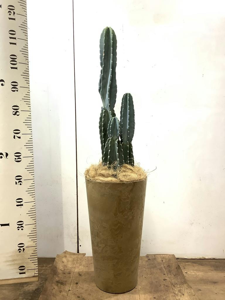 観葉植物 柱サボテン 8号 プラスチック鉢 | 観葉植物ならHitoHana(ひと