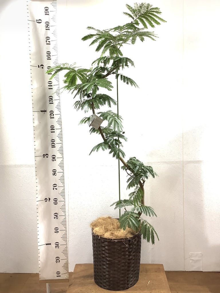 観葉植物 エバーフレッシュ 10号 曲り プラスチック鉢 | 観葉植物ならHitoHana(ひとはな)